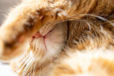 Cute ginger cat lying under the sun close up