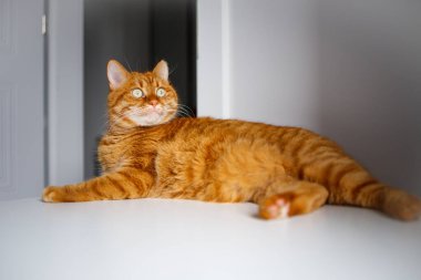 Yetişkin kızıl meraklısı masada yatıyor.