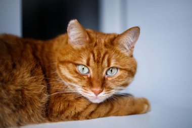 Yetişkin kızıl kedi kameraya bakıyor.