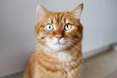 Yeşil gözlü komik kızıl kedi kameraya bakıyor.