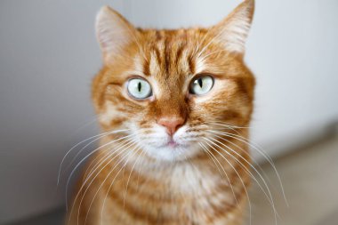 Yeşil gözlü komik kızıl kedi kameraya bakıyor.