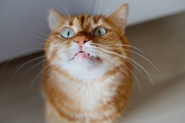 Yetişkin kızıl kedi dişlerini gösteriyor.