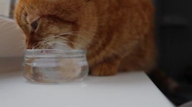 Yerli yetişkin kızıl kedi cam kavanozdan su içiyor.