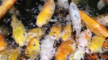 Gölde yüzen büyük turuncu sazanlar. Yaklaş.