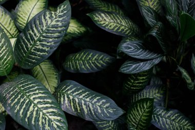 Dumb cane or difenbachia leaves close up background