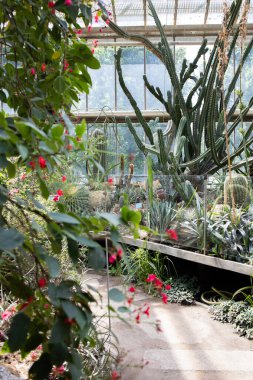 Serada yetişen farklı kaktüsler.