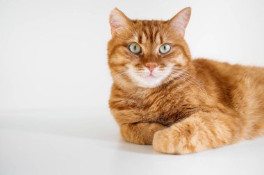 Yeşil gözlü komik kızıl kedi kameraya yakından bakıyor.