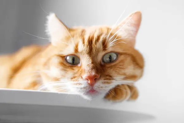 stock image Funny ginger cat with green eyes looking at camera close up portrait