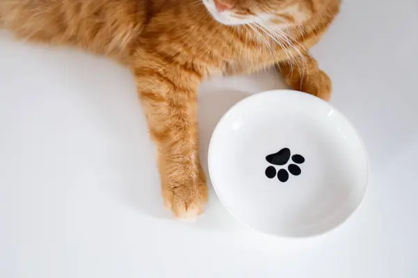 stock image Ginger cat waiting for food near an empty bowl top view