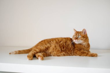 Beyaz arka planda uzanan yetişkin kızıl kedi