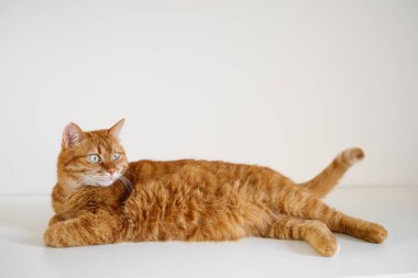 Beyaz arka planda uzanan yetişkin kızıl kedi