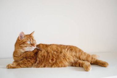 Beyaz arka planda uzanan yetişkin kızıl kedi