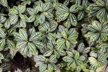 Pilea cadierei arka planı kapat