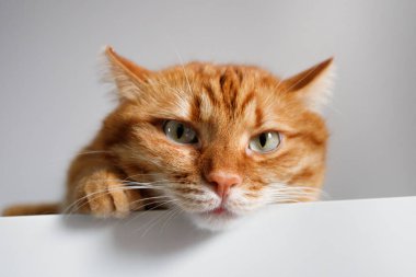 Yeşil gözlü komik kızıl kedi kameraya yakından bakıyor.