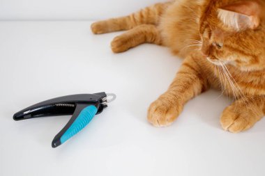 Yetişkin kızıl kedi pençe kesicinin yanında beyaz arka planda oturuyor.