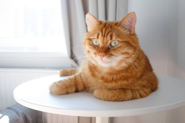 Masada oturan komik kızıl kedi, yakından portre.