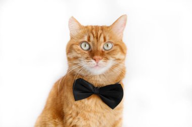 Papyonlu sevimli kızıl kedi, portreyi kapat.