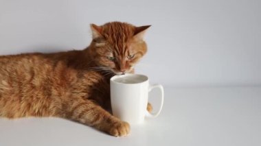 Zencefilli yerli kedi bardaktan su içiyor.
