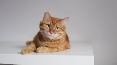 Yetişkin kızıl kedi masada dinleniyor ve kameraya bakıyor.