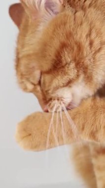 Tatlı kızıl kedi yüzünü yıkıyor. 