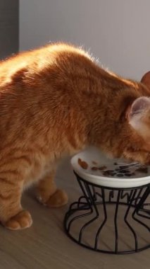 Yetişkin kızıl kedi kaseden yiyor. 