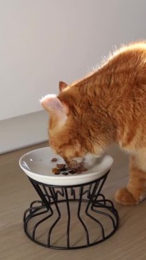 Yetişkin kızıl kedi kaseden yiyor. 