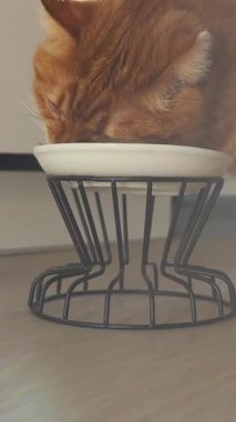 Yetişkin kızıl kedi kaseden yiyor. Yakından.