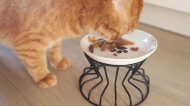 Zencefilli kedi kaseden yiyor.