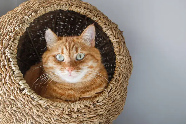 stock image Cute ginger cat with green eyes sitting in the seagrass cat house and looking at camera close up portrait