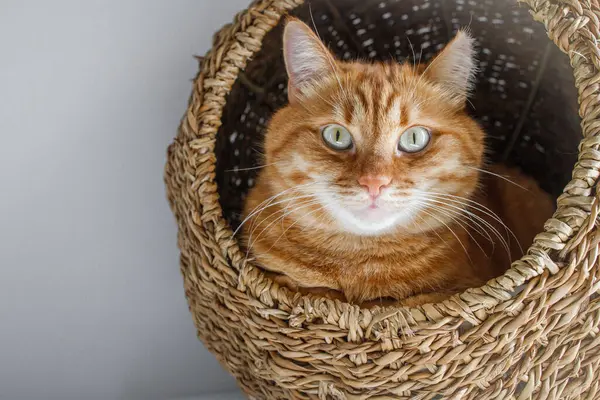 stock image Cute ginger cat with green eyes sitting in the cat house and looking at camera close up