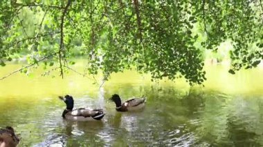 Ördekler gölde yüzüyor ve vaklıyor.