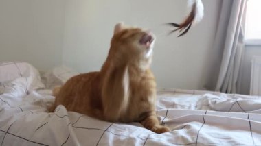 Sevimli kızıl kedi neşeyle oyun asasıyla oynuyor.