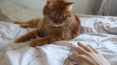 Yatakta yatan kızıl kediyle oynayan insanlar.