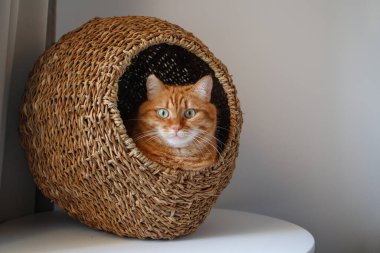 Kedi kulübesinde oturan ve kameraya yakından bakan yeşil gözlü sevimli kızıl kedi.