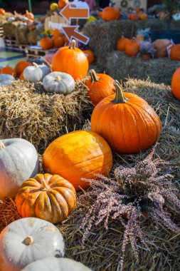 Farmer's pumpkin market autumn photo zone close up clipart