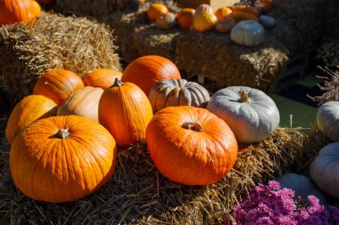 Farmer's pumpkin market autumn photo zone clipart