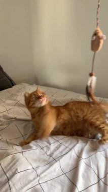 Yatakta yatıp değnekle oynayan sevimli kızıl kedi.