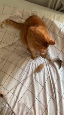 Yatağın üstünde oyun asasıyla oynayan sevimli kızıl kedi.