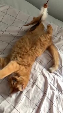 Yatakta yatıp değnekle oynayan sevimli kızıl kedi.