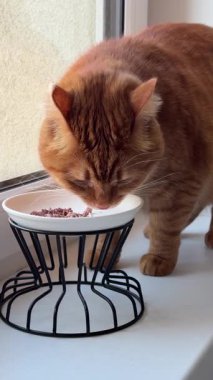 Yetişkin turuncu kedi kaseden yiyor.