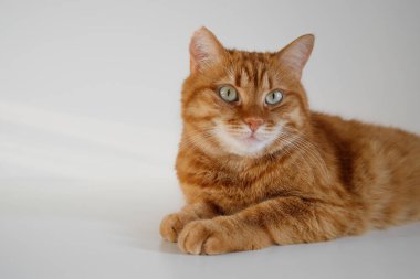 Tatlı kızıl kedi masada oturmuş kameraya bakıyor.