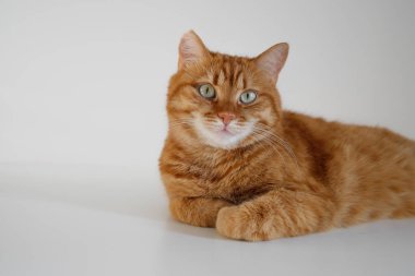 Tatlı kızıl kedi masada oturmuş kameraya bakıyor.