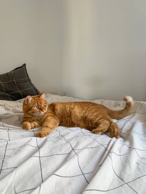 Yatakta yatan tatlı kızıl kedi.