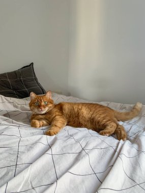 Yatakta uzanmış kameraya bakan sevimli kızıl kedi.