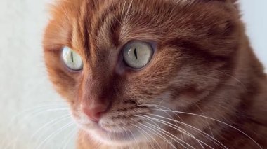 Üzgün kızıl kedi, yakın portre.