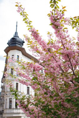 Polonya 'nın Poznan kentindeki tarihi bina yakınlarında Sakura' nın çiçek açan dalları
