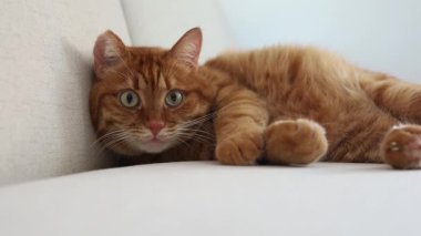 Sevimli kızıl kedi kanepede uzanıp kamera portresini yakından izliyor.