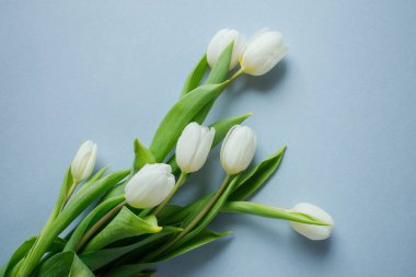 Açık mavi arkaplanda beyaz laleler.