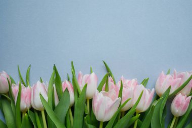 Light pink tulips bouquet on light blue background close up with copy space