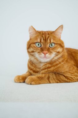 Turuncu kedi kanepede oturuyor ve kameraya yakından bakıyor.